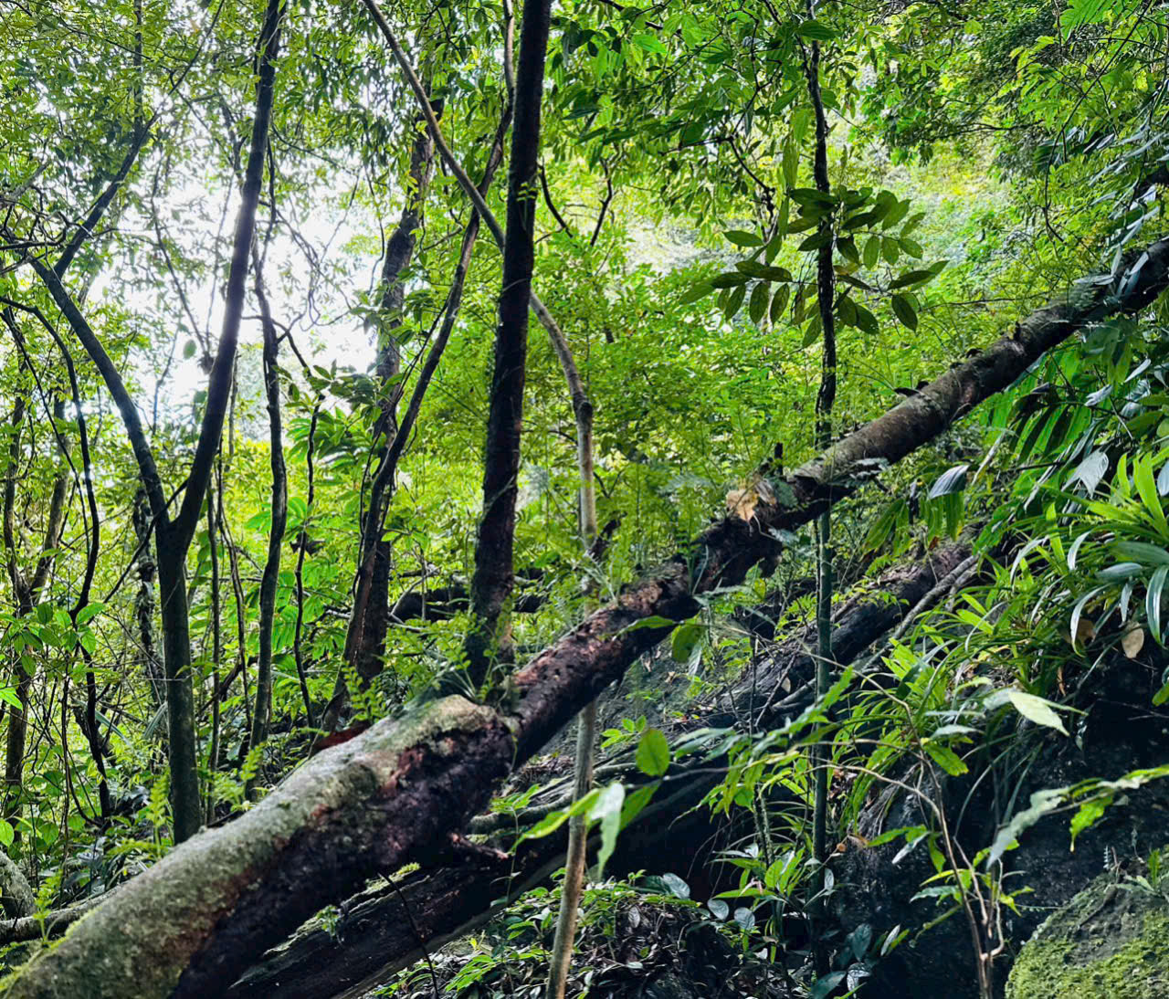 Trekking rừng cổ thụ